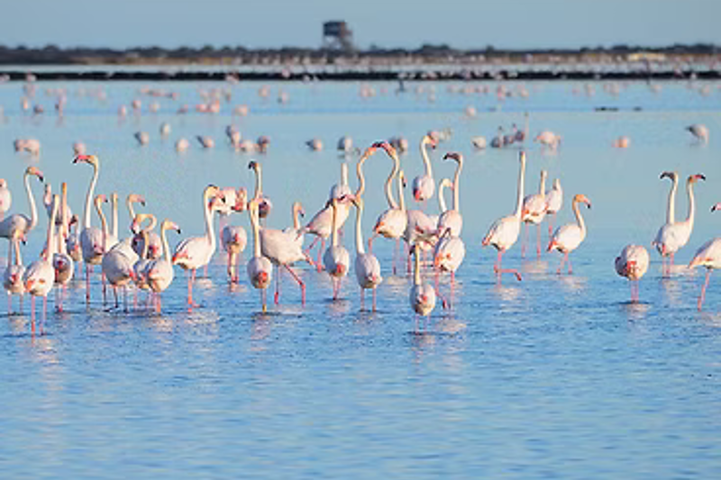 delta-del-ebro-flamencos